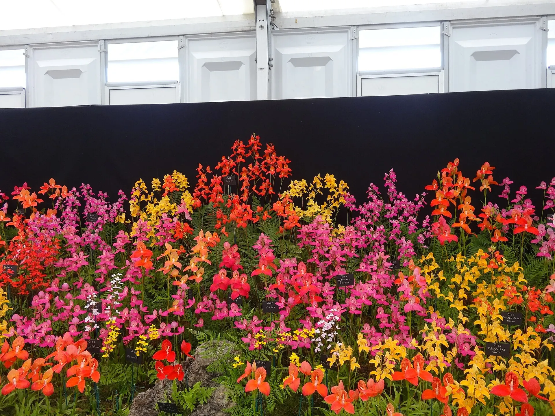 Colourful flowers on display at RHS Hampton Court Palace Flower Show in 2016