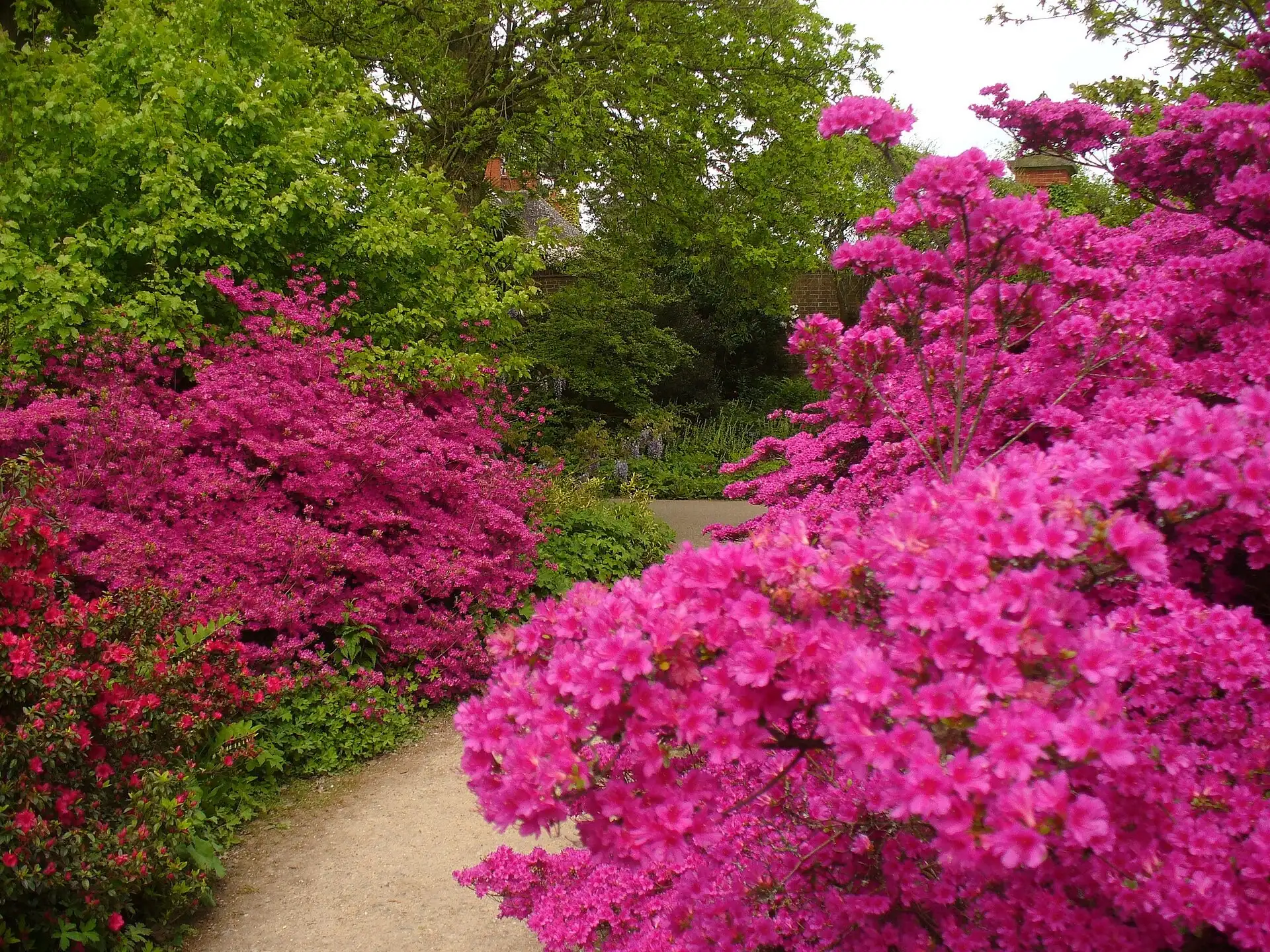 Pink flowering shrubs in the Wild Garden at RHS Wisley