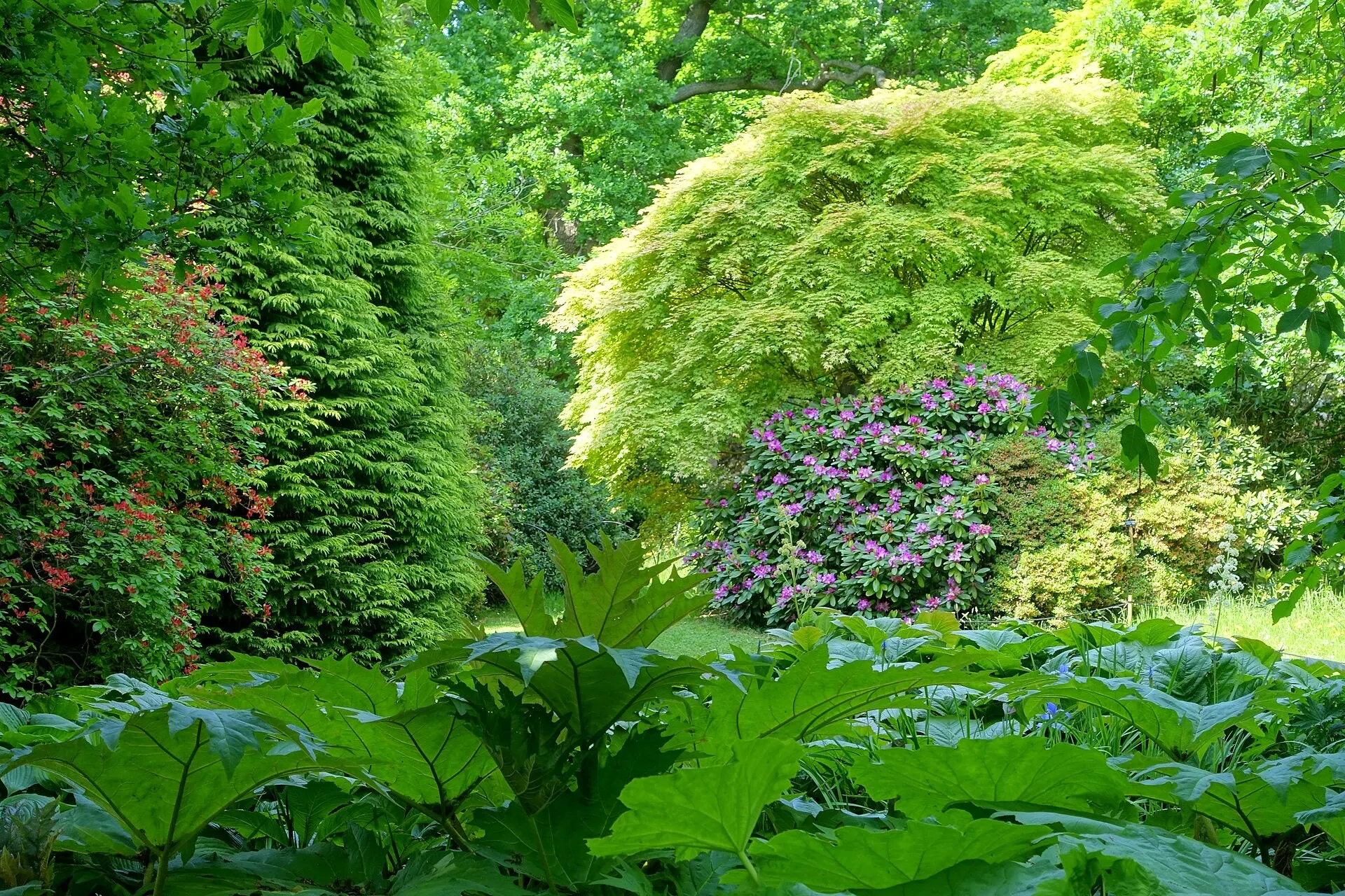 Flowering borders and trees inside the Savill Garden