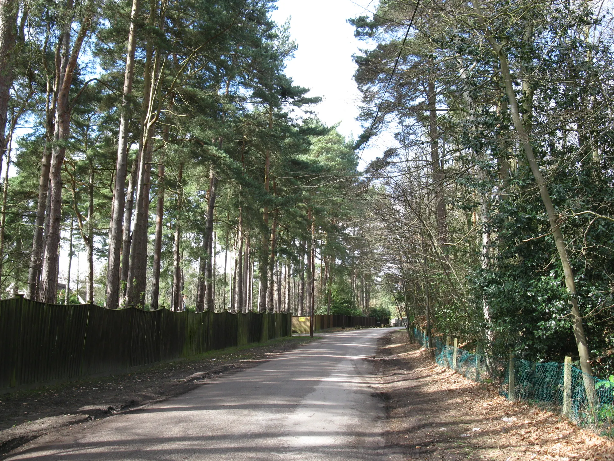 Bodens Ride approach to Swinley Forest Golf Club, photographed in March 2010