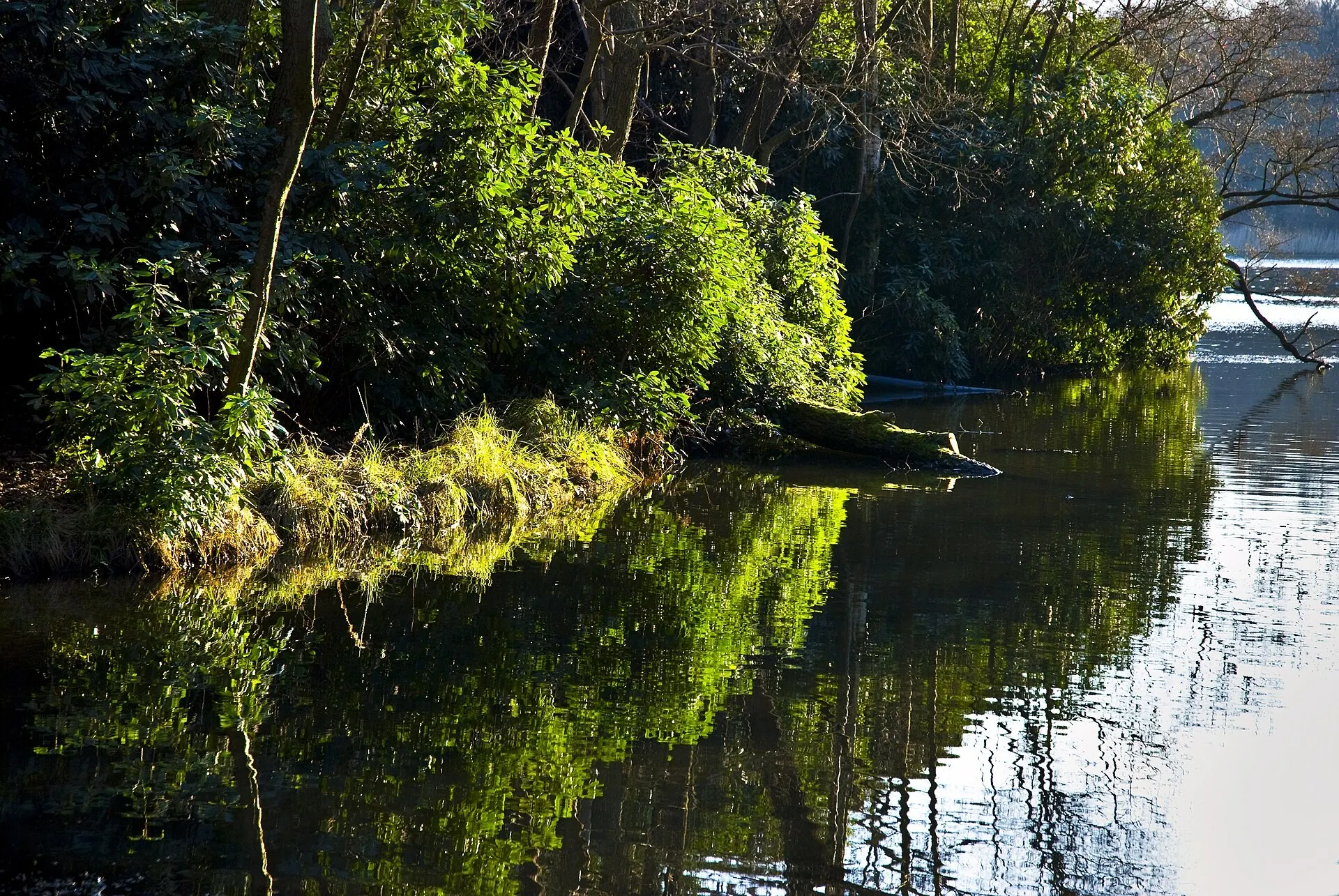 Woodland reflected in Virginia Water Lake
